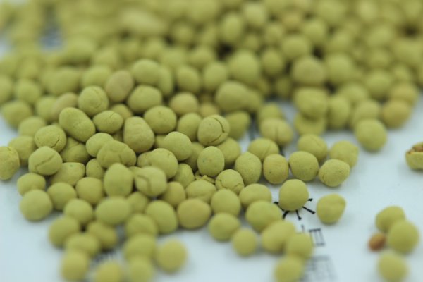 包衣草坪種子