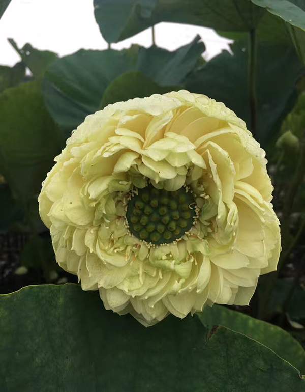 荷花種植基地實拍優質品種類