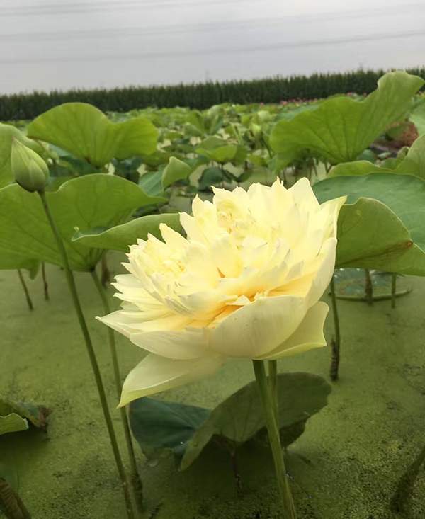 荷花種植基地實拍優質品種類