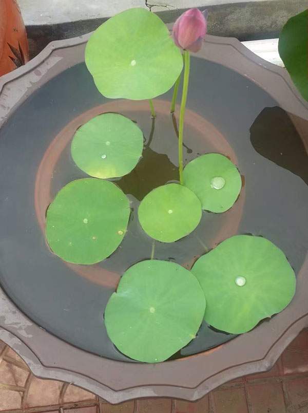 荷花種植基地實拍優質品種類