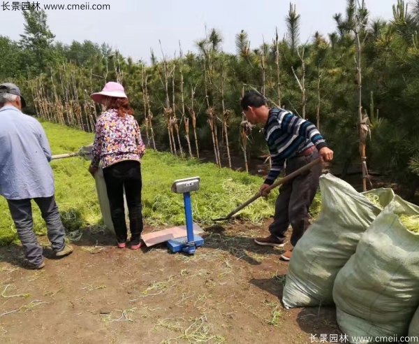 佛甲草起苗挖苗現場實拍圖片 佛甲草起苗挖苗現場實拍圖片