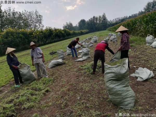佛甲草起苗挖苗現場實拍圖片 佛甲草起苗挖苗現場實拍圖片