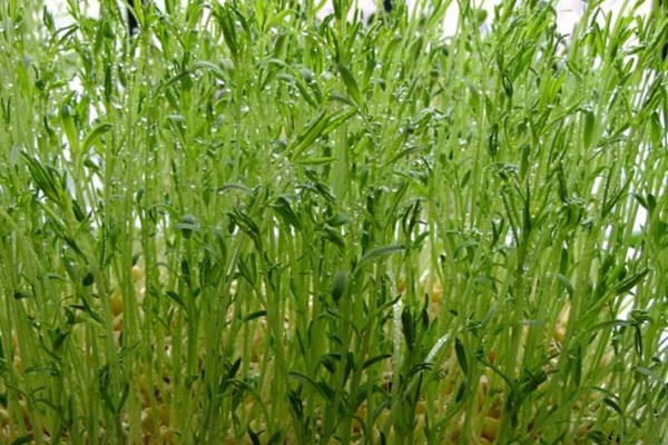 蕎麥