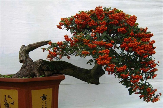 拍價18萬的火棘樹照片曝光，4個步驟養出碩果累累的火棘樹