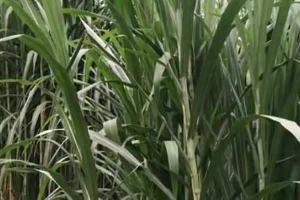 軍糧一號