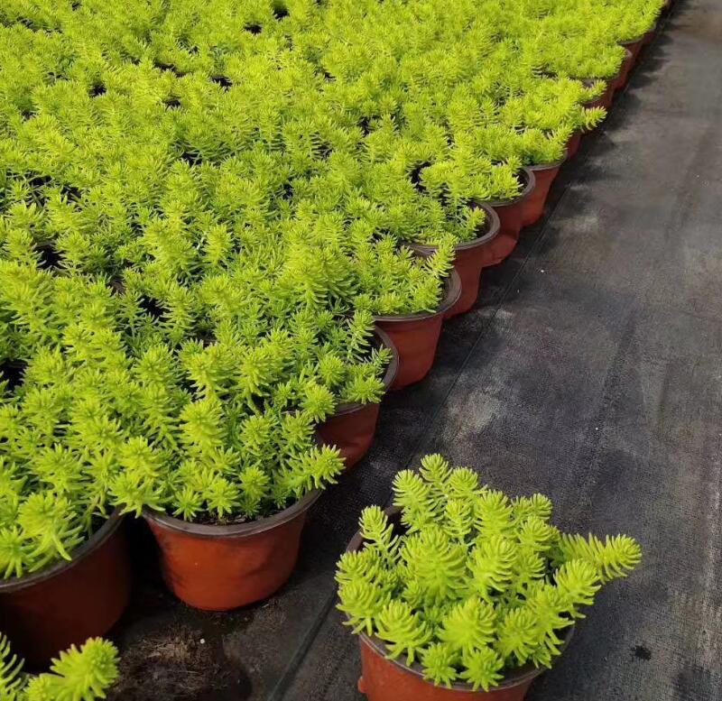 1649659377645005.jpg 佛甲草托盤4.jpg