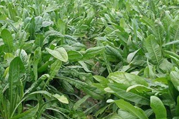 1651543949569179.jpg 1651543949569179.jpg