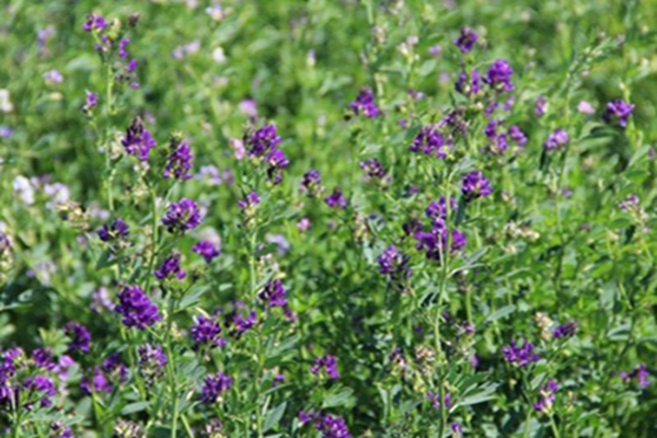 1651544895120253.jpg 1651544895120253.jpg