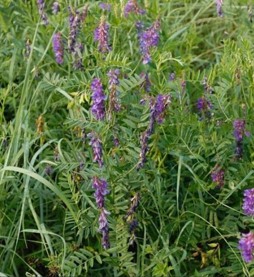 1651545280953020.jpg 1651545280953020.jpg