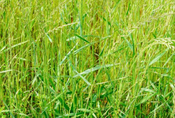 1651754206980969.jpg 黑麥草5.jpg