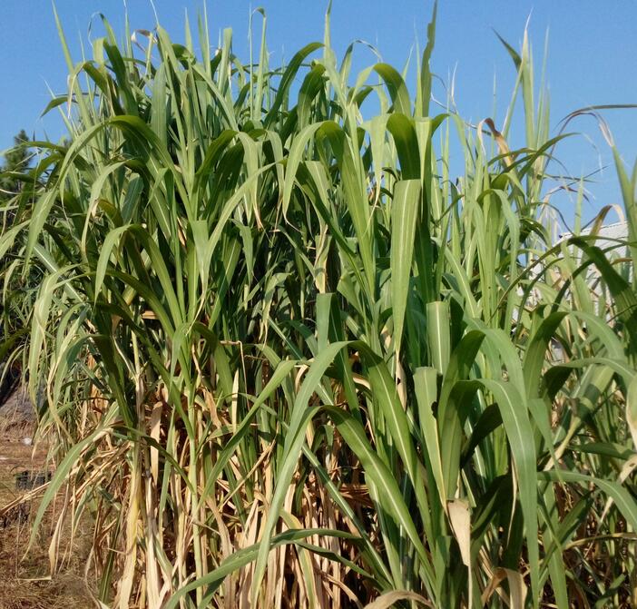 1654495933289117.jpg 1654495933289117.jpg