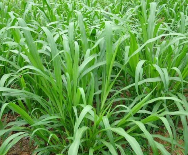 1654496102185560.jpg 1654496102185560.jpg