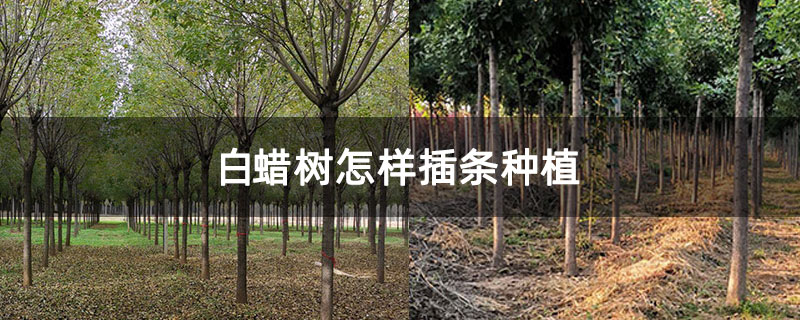 白蠟樹怎樣插條種植 白蠟樹怎樣插條種植