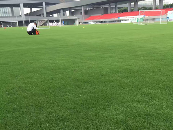 百慕大草坪球場圖片 百慕大草坪球場圖片