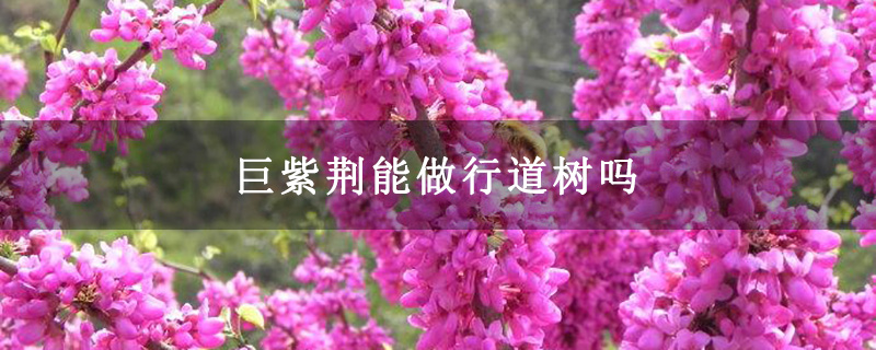 巨紫荊能做行道樹嗎 巨紫荊能做行道樹嗎