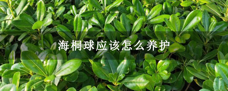 海桐球應該怎么養護 海桐球應該怎么養護