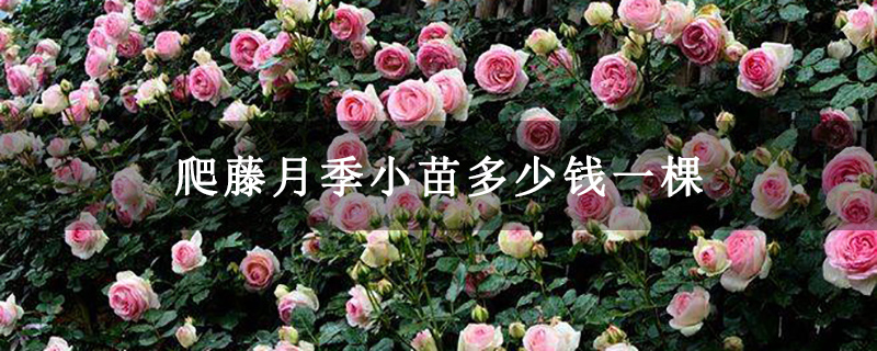 爬藤月季小苗多少錢一棵 爬藤月季小苗多少錢一棵