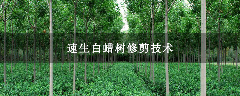 速生白蠟樹修剪技術 速生白蠟樹修剪技術