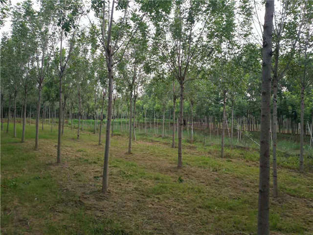 沭陽長景園林速生白蠟種植基地實拍圖片 沭陽長景園林速生白蠟種植基地實拍圖片