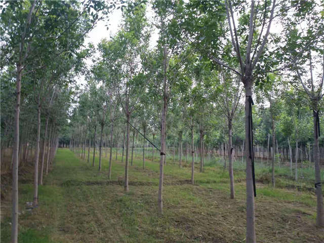 沭陽長景園林速生白蠟種植基地實拍圖片 沭陽長景園林速生白蠟種植基地實拍圖片