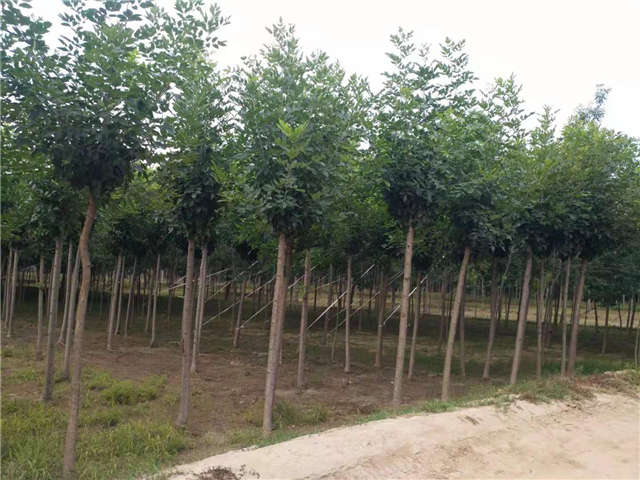 沭陽長景園林速生白蠟種植基地實拍圖片 沭陽長景園林速生白蠟種植基地實拍圖片