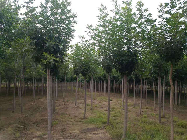 沭陽長景園林速生白蠟種植基地實拍圖片 沭陽長景園林速生白蠟種植基地實拍圖片