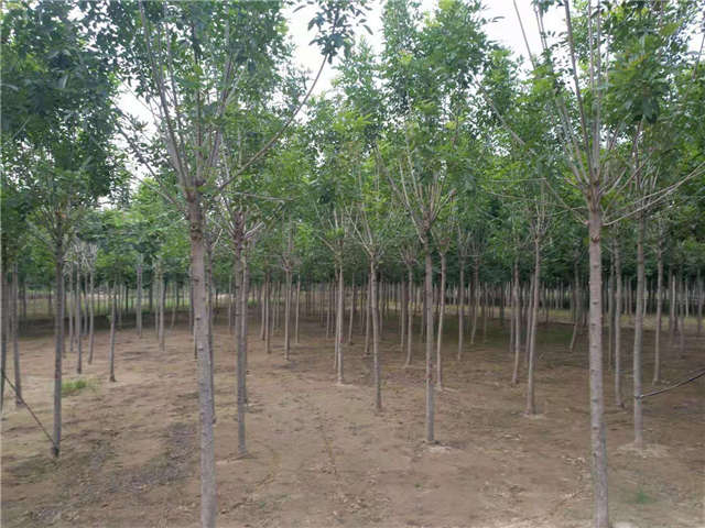 沭陽長景園林速生白蠟種植基地實拍圖片 沭陽長景園林速生白蠟種植基地實拍圖片