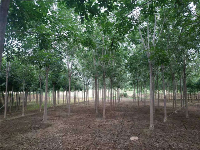 沭陽長景園林速生白蠟種植基地實拍圖片 沭陽長景園林速生白蠟種植基地實拍圖片