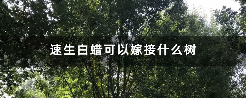 速生白蠟可以嫁接什么樹