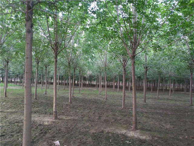 沭陽長景園林速生白蠟種植基地實拍圖片