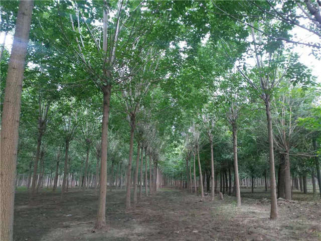 沭陽長景園林速生白蠟種植基地實拍圖片