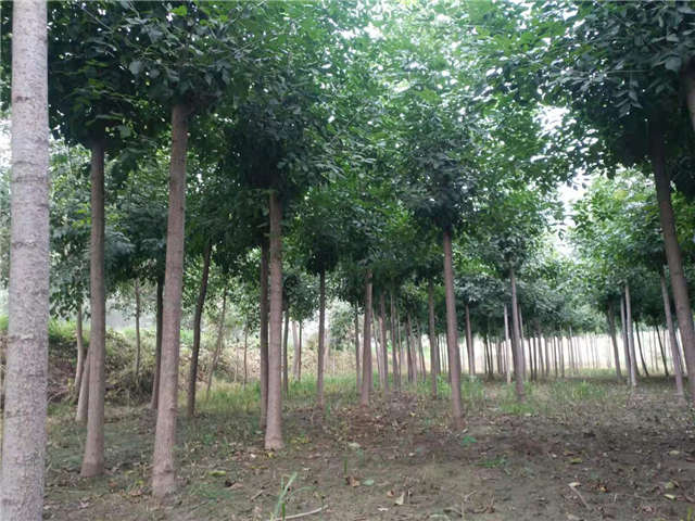 沭陽長景園林速生白蠟種植基地實拍圖片