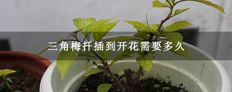 三角梅扦插到開花需要多久 三角梅扦插到開花需要多久
