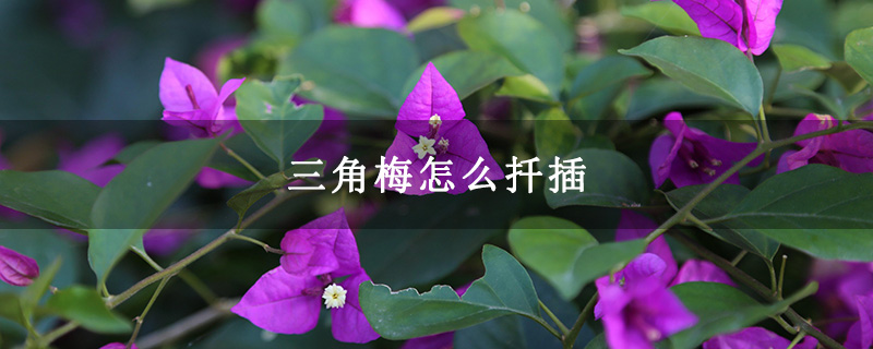 三角梅怎么扦插 三角梅怎么扦插