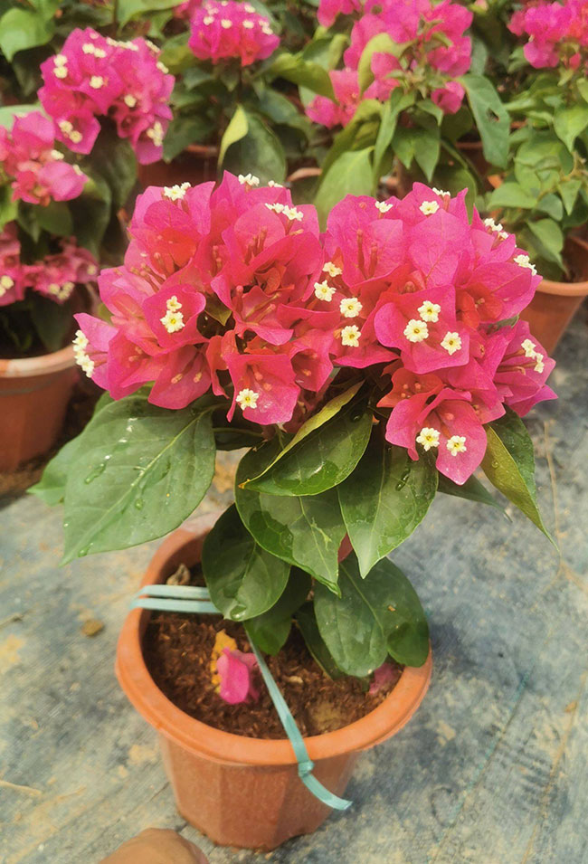 紅花三角梅價格 紅花三角梅價格