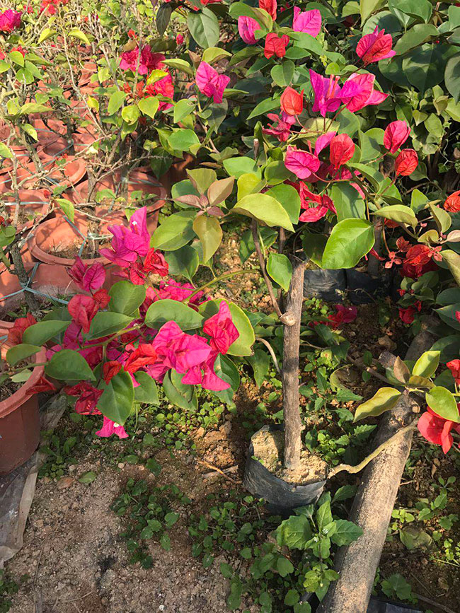 紅花三角梅價格 紅花三角梅價格