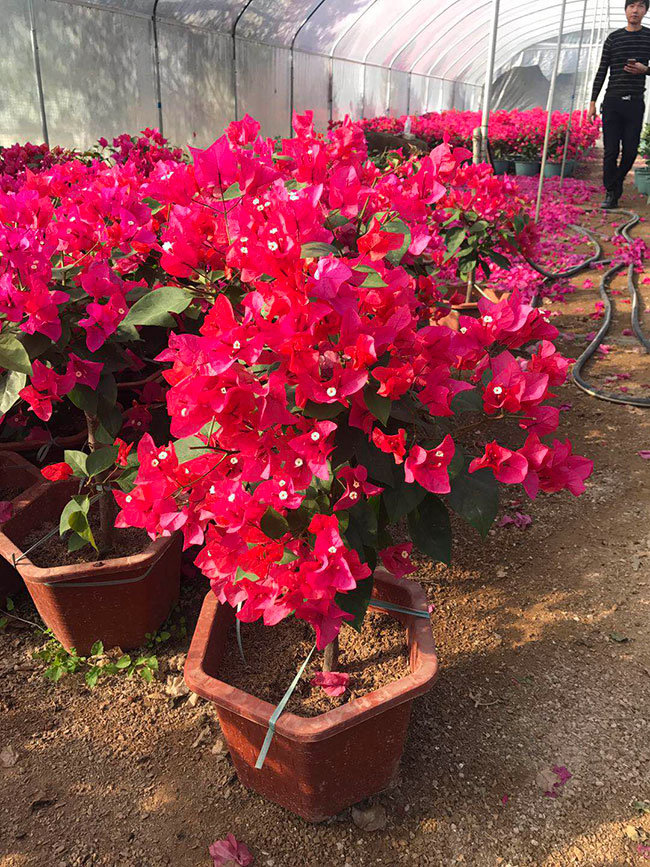 紅花三角梅價格 紅花三角梅價格