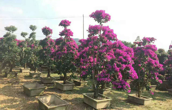 三角梅基地實拍 三角梅基地實拍