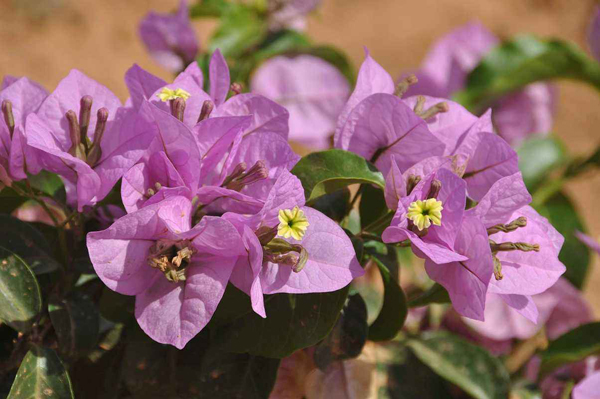 三角梅開花 三角梅開花