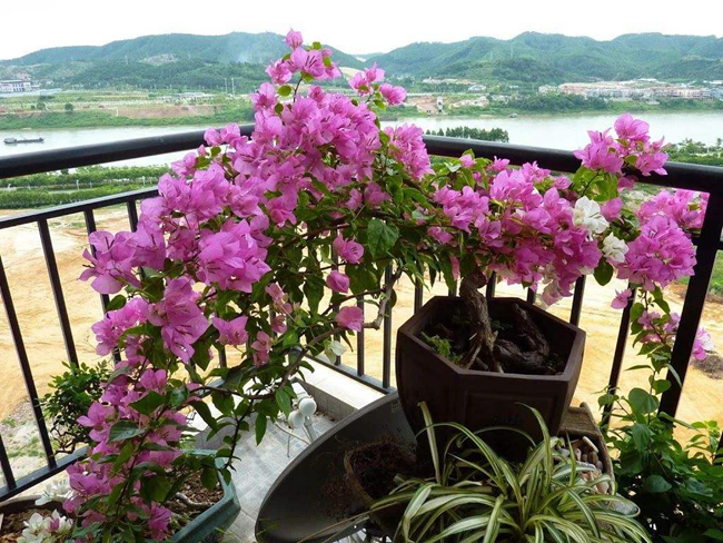 三角梅夏季室內盆栽澆水.jpg 三角梅夏季室內盆栽澆水.jpg