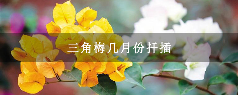 三角梅幾月份扦插 三角梅幾月份扦插