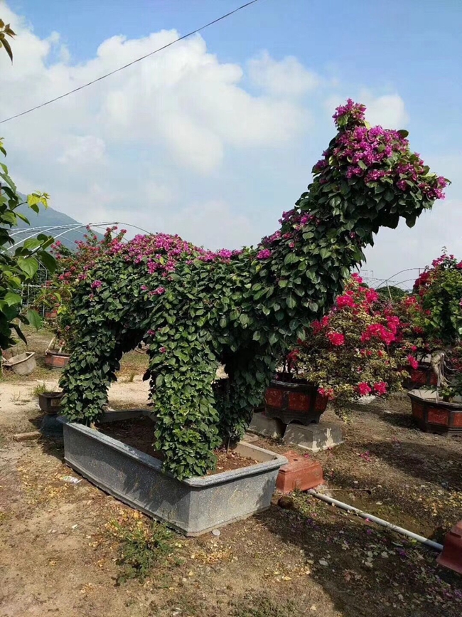 三角梅動物造型圖片欣賞.jpg