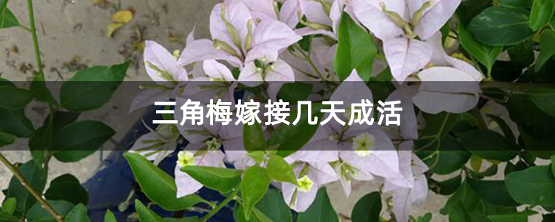 三角梅嫁接幾天成活 三角梅嫁接幾天成活