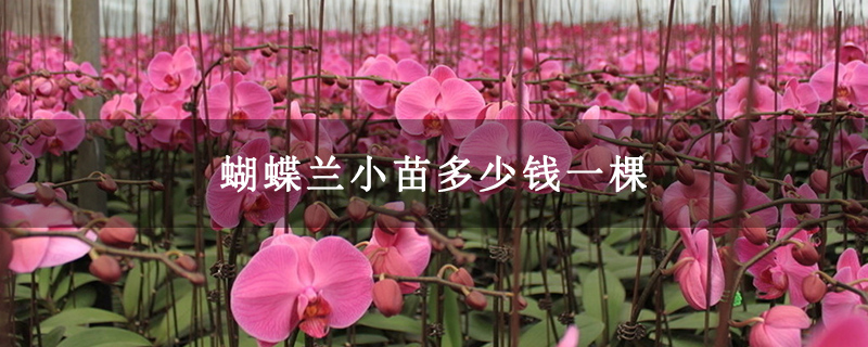 蝴蝶蘭小苗多少錢一棵 蝴蝶蘭小苗多少錢一棵