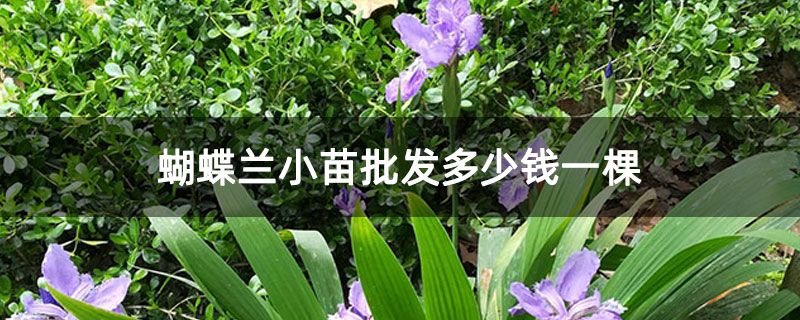 蝴蝶蘭小苗批發多少錢一棵 蝴蝶蘭小苗批發多少錢一棵