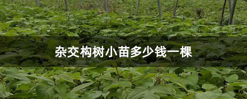 雜交構樹小苗多少錢一棵 雜交構樹小苗多少錢一棵