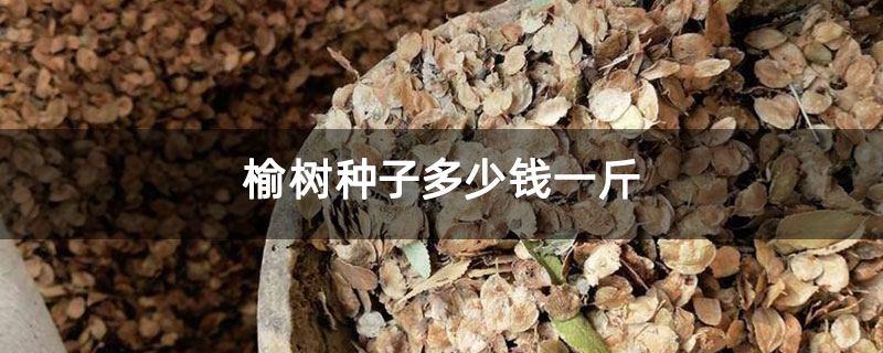 榆樹種子多少錢一斤 榆樹種子多少錢一斤