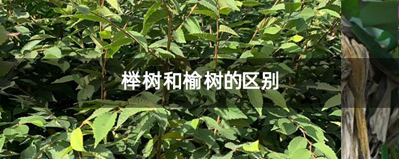 櫸樹和榆樹的區別 櫸樹和榆樹的區別