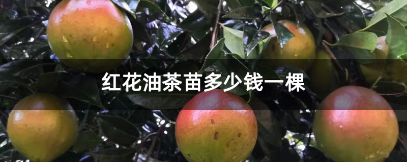 紅花油茶苗多少錢一棵 紅花油茶苗多少錢一棵