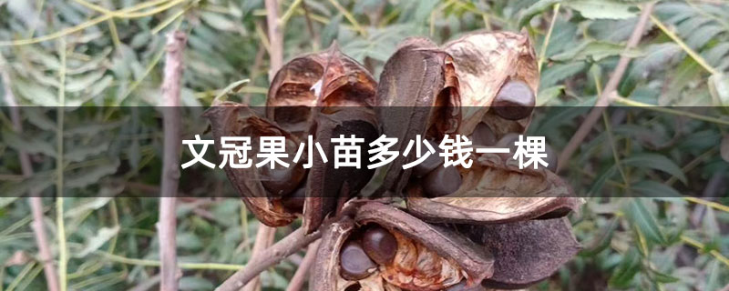 文冠果小苗多少錢一棵 文冠果小苗多少錢一棵